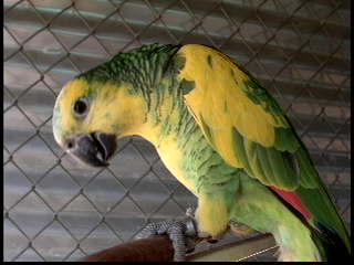 Chaco Blue Fronted Amazon Xanthopteryx